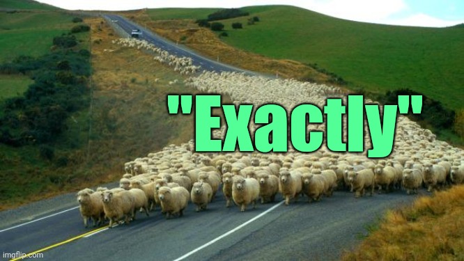 sheep | "Exactly" | image tagged in sheep | made w/ Imgflip meme maker