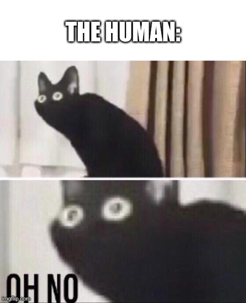 Oh no cat | THE HUMAN: | image tagged in oh no cat | made w/ Imgflip meme maker