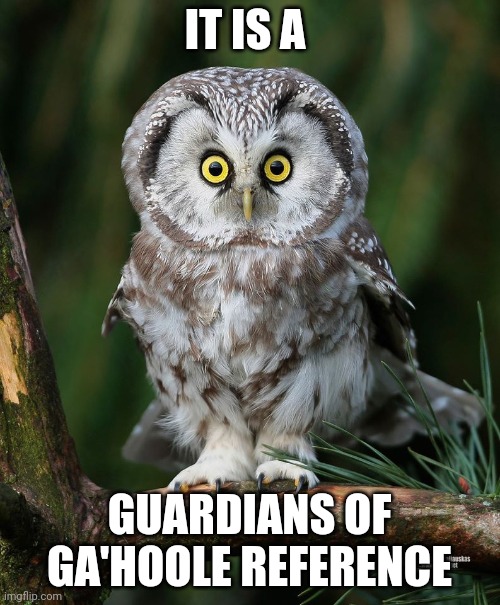 Owl | IT IS A GUARDIANS OF GA'HOOLE REFERENCE | image tagged in owl | made w/ Imgflip meme maker