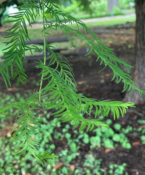 Bald Cypress needles | image tagged in photos,photography | made w/ Imgflip meme maker