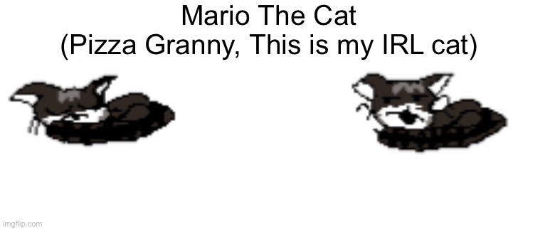 Mario The Cat
(Pizza Granny, This is my IRL cat) | made w/ Imgflip meme maker