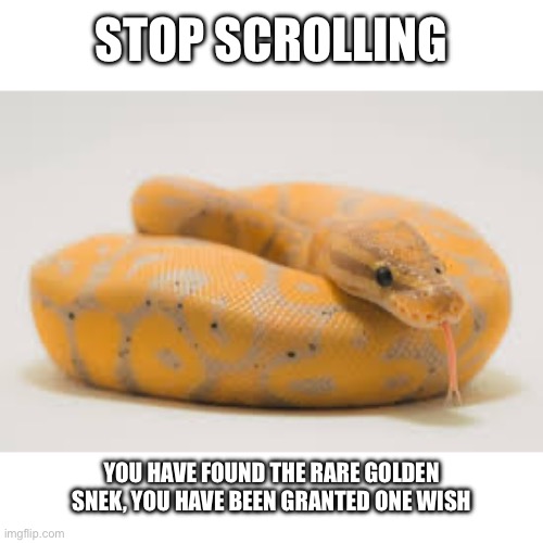 A very rare snek | STOP SCROLLING; YOU HAVE FOUND THE RARE GOLDEN SNEK, YOU HAVE BEEN GRANTED ONE WISH | image tagged in snake | made w/ Imgflip meme maker