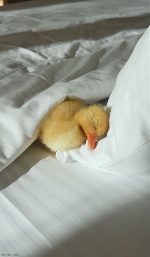 :) | image tagged in ducks,cute,aww | made w/ Imgflip meme maker