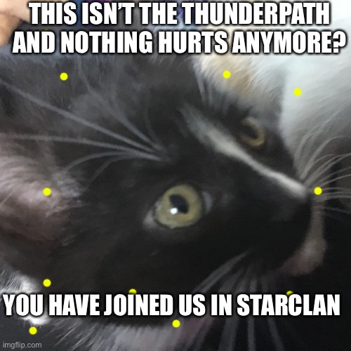 My kitten died, Upvote if your sad | THIS ISN’T THE THUNDERPATH AND NOTHING HURTS ANYMORE? YOU HAVE JOINED US IN STARCLAN | image tagged in cat | made w/ Imgflip meme maker
