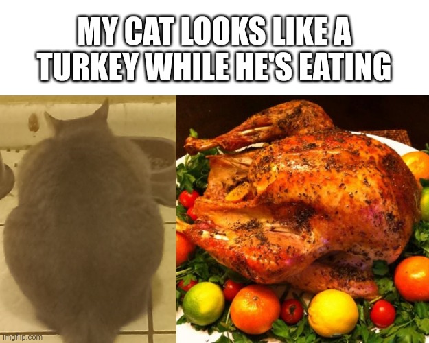 My cat... | MY CAT LOOKS LIKE A TURKEY WHILE HE'S EATING | image tagged in blank white template,roasted turkey | made w/ Imgflip meme maker