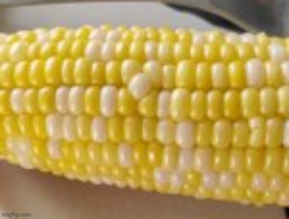 Unsettling corn | image tagged in unsettling corn | made w/ Imgflip meme maker