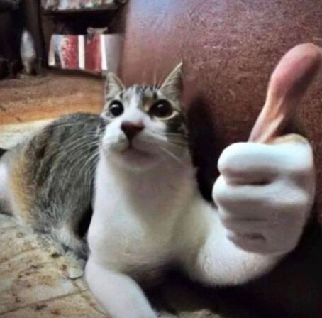 High Quality cat thumbs up Blank Meme Template