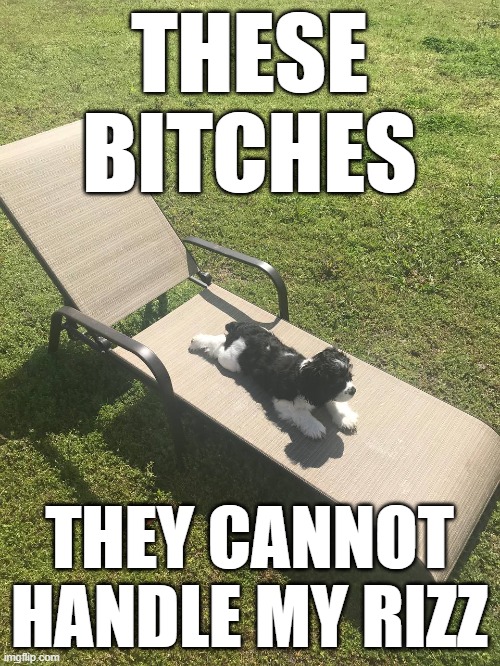 These bitches can't handle my rizz | THESE BITCHES; THEY CANNOT HANDLE MY RIZZ | image tagged in dog,cute,bitches | made w/ Imgflip meme maker