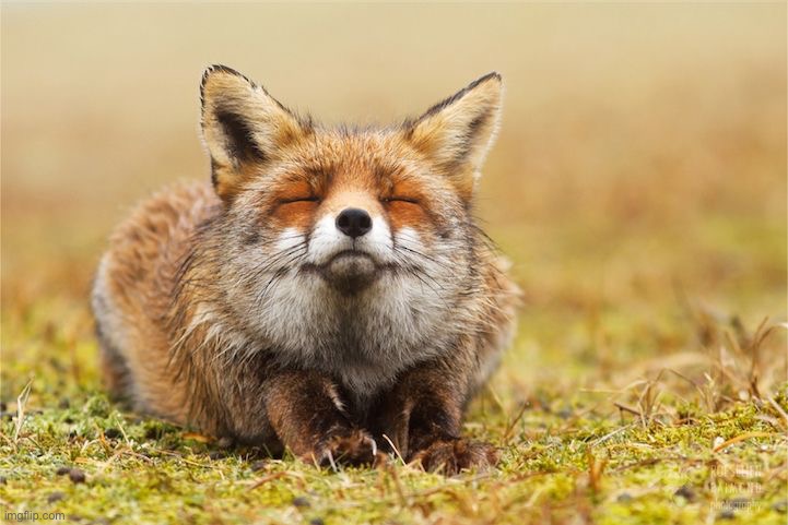 Inner Peace Fox | image tagged in inner peace fox | made w/ Imgflip meme maker