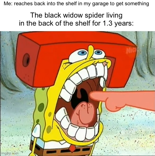 Guess I’ll die | Me: reaches back into the shelf in my garage to get something; The black widow spider living in the back of the shelf for 1.3 years: | image tagged in spongebob bite,spider | made w/ Imgflip meme maker
