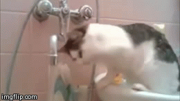 Thirsty Cat | image tagged in gifs,funny,animals,cats,cute | made w/ Imgflip video-to-gif maker