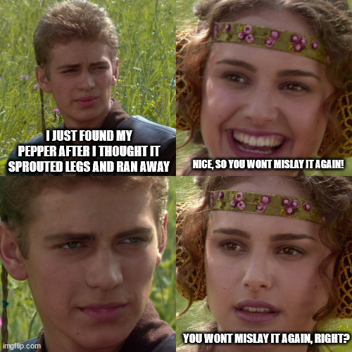 Anakin Padme 4 Panel | I JUST FOUND MY PEPPER AFTER I THOUGHT IT SPROUTED LEGS AND RAN AWAY; NICE, SO YOU WONT MISLAY IT AGAIN! YOU WONT MISLAY IT AGAIN, RIGHT? | image tagged in anakin padme 4 panel | made w/ Imgflip meme maker
