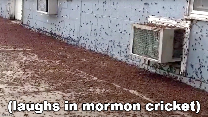 Laughs in Mormon Cricket | (laughs in mormon cricket) | image tagged in lol,laughs in,cricket,swarm,mormon cricket | made w/ Imgflip meme maker