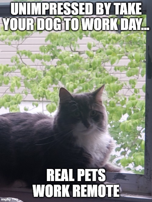 remote cat | UNIMPRESSED BY TAKE YOUR DOG TO WORK DAY... REAL PETS WORK REMOTE | image tagged in cats,pets,take your dog to work day | made w/ Imgflip meme maker