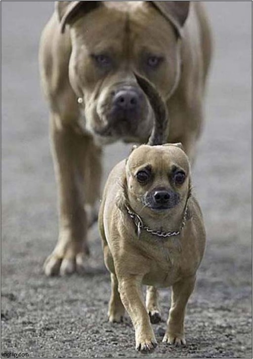 It's Behind You ! | image tagged in dogs,it's behind you,pitbull | made w/ Imgflip meme maker