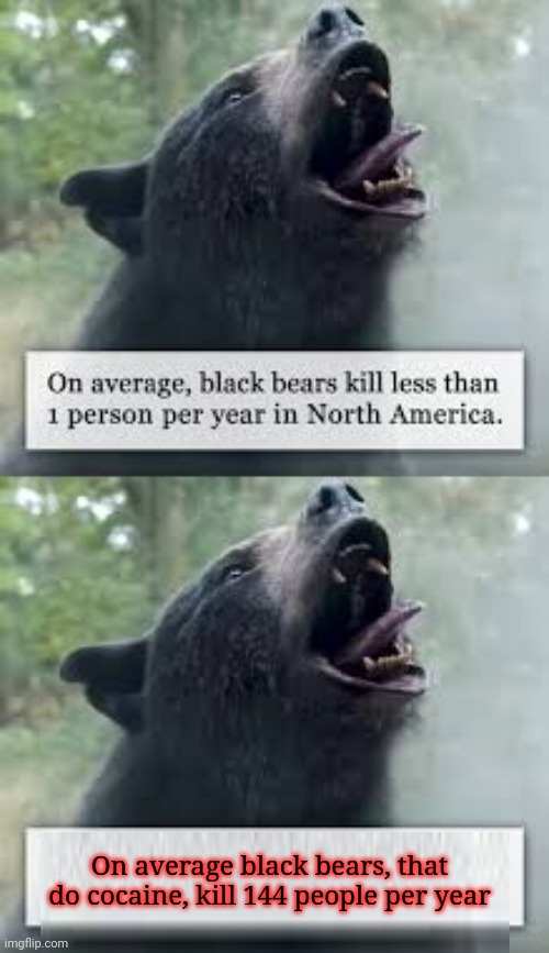 Cocaine bear lore | On average black bears, that do cocaine, kill 144 people per year | image tagged in cocaine,bear,lore | made w/ Imgflip meme maker
