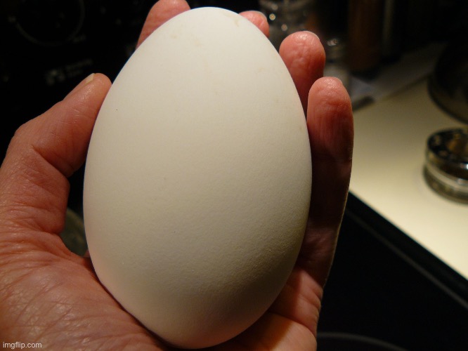 goose egg | image tagged in goose egg | made w/ Imgflip meme maker