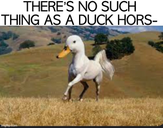 Straight from my backyard! | THERE’S NO SUCH THING AS A DUCK HORS- | image tagged in duck,memes,horse | made w/ Imgflip meme maker