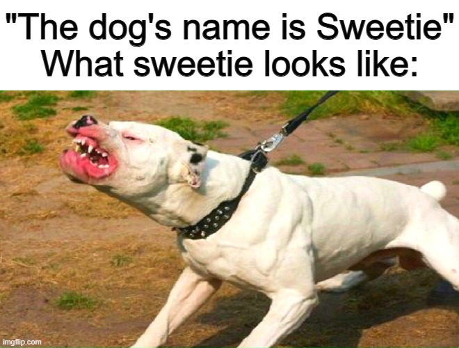 Why do people give their vicious dogs cute names? | "The dog's name is Sweetie"
What sweetie looks like: | image tagged in pit bull | made w/ Imgflip meme maker