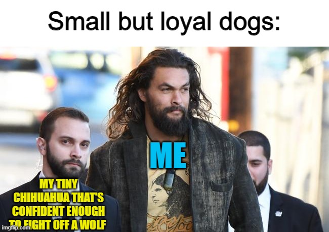 XD | Small but loyal dogs:; ME; MY TINY CHIHUAHUA THAT'S CONFIDENT ENOUGH TO FIGHT OFF A WOLF | made w/ Imgflip meme maker