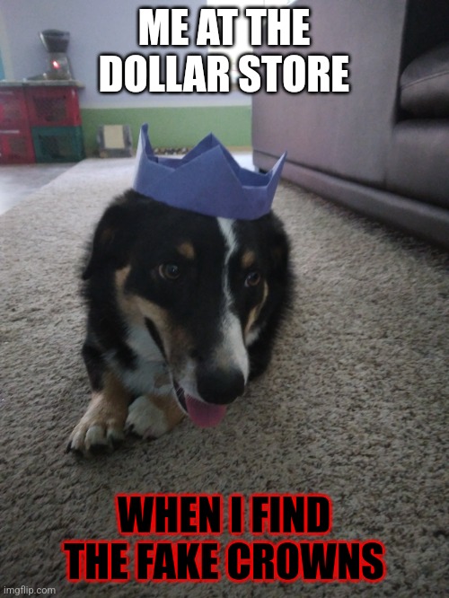 Dollar store crown section | ME AT THE DOLLAR STORE; WHEN I FIND THE FAKE CROWNS | image tagged in thunder the puppy | made w/ Imgflip meme maker
