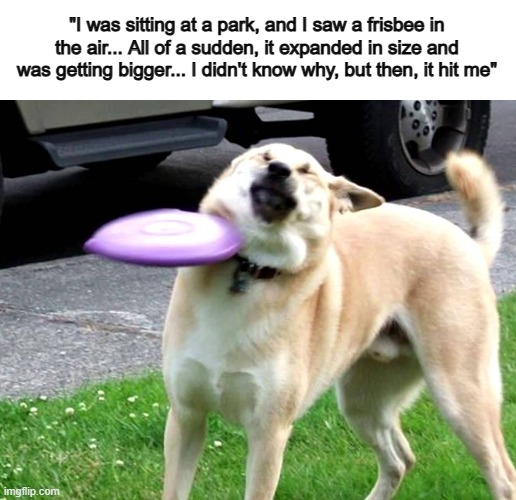 dog hit by frisbee meme