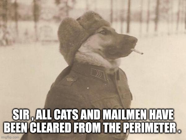 Russian dog | SIR , ALL CATS AND MAILMEN HAVE BEEN CLEARED FROM THE PERIMETER . | image tagged in dogs | made w/ Imgflip meme maker