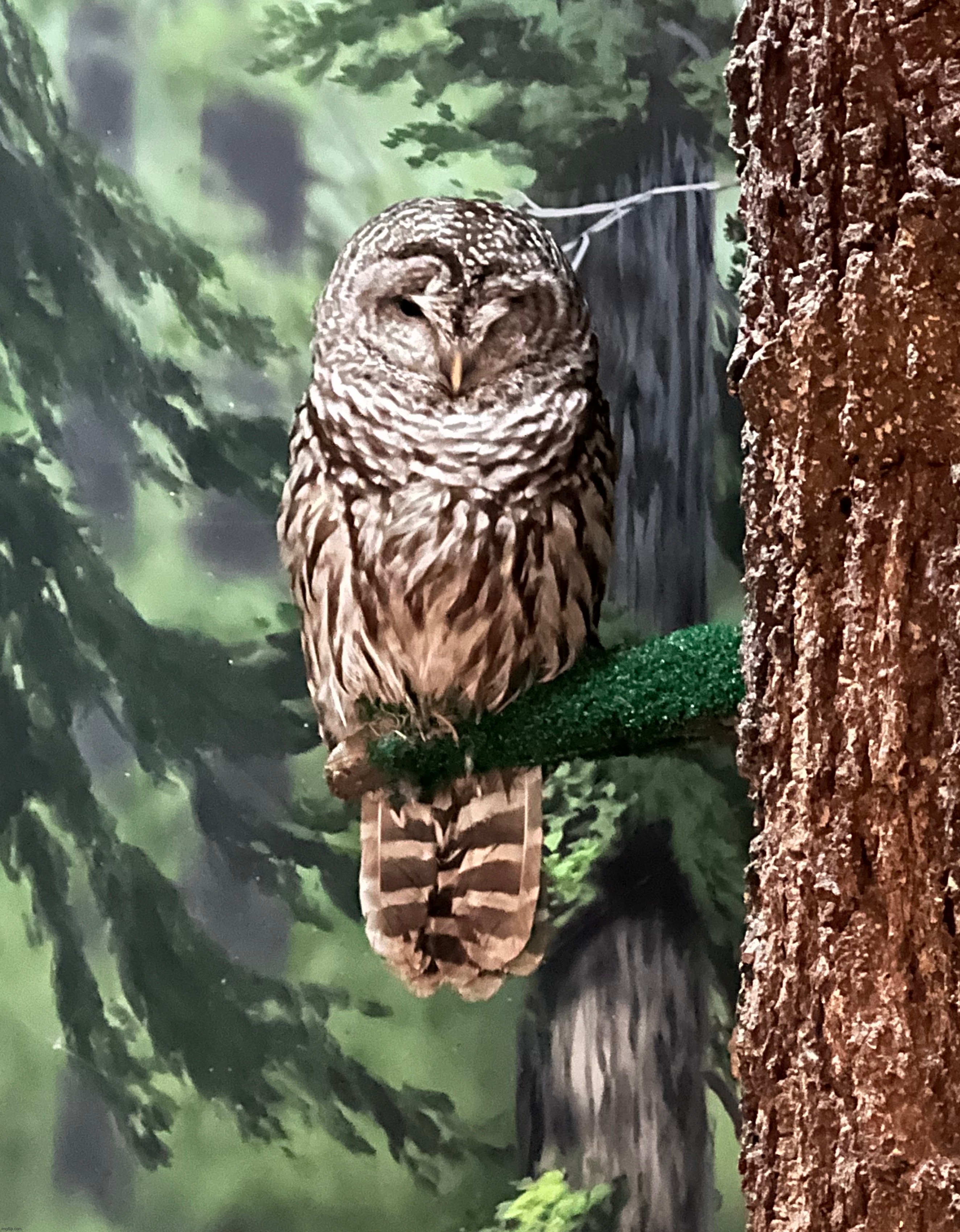 Barred owl at the high desert museum | made w/ Imgflip meme maker