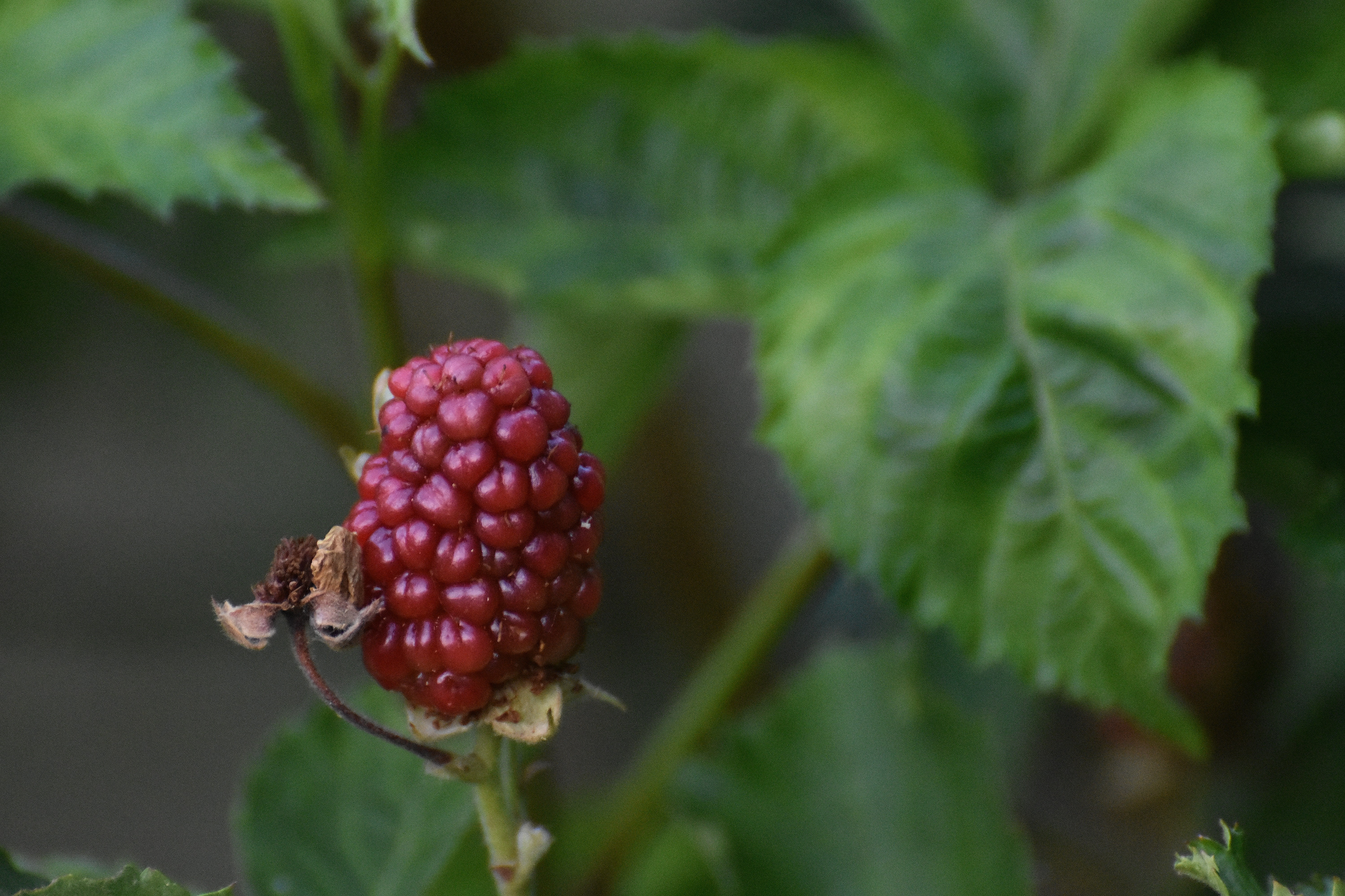 blackberry not yet ripe. | made w/ Imgflip meme maker