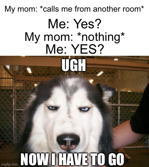 Why is this so relatable? | My mom: *calls me from another room*; Me: Yes? My mom: *nothing*; Me: YES? UGH; NOW I HAVE TO GO | image tagged in annoyed dog,memes,relatable,funny,mom,relatable memes | made w/ Imgflip meme maker
