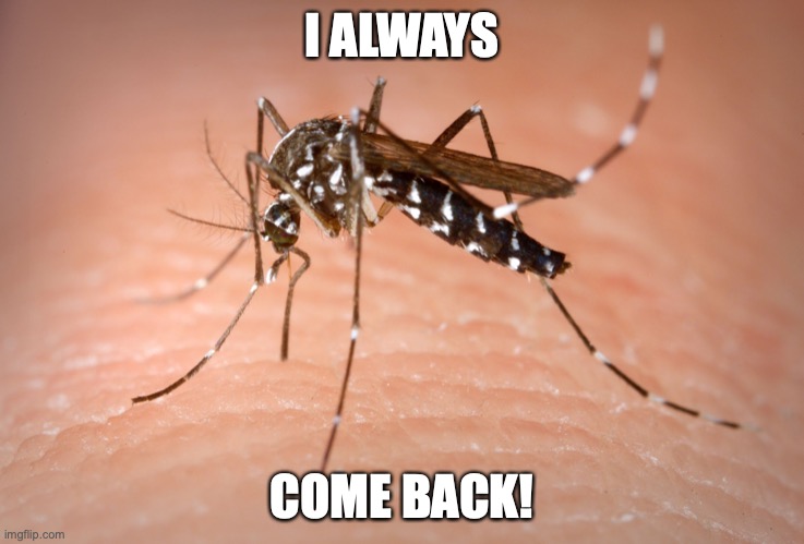 mosquito  | I ALWAYS COME BACK! | image tagged in mosquito | made w/ Imgflip meme maker