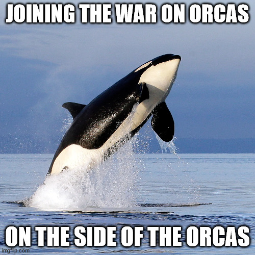 war on orcas | JOINING THE WAR ON ORCAS; ON THE SIDE OF THE ORCAS | image tagged in orca | made w/ Imgflip meme maker