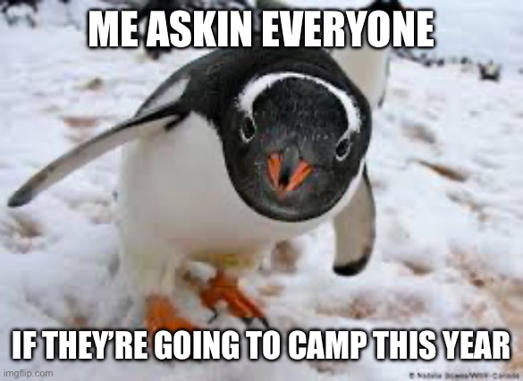 You goin to camp??? | ME ASKIN EVERYONE; IF THEY’RE GOING TO CAMP THIS YEAR | image tagged in funny,penguin,summer,camp | made w/ Imgflip meme maker