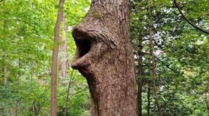 Tree pog | image tagged in tree pog | made w/ Imgflip meme maker