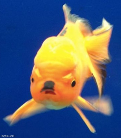 Hitler fish | image tagged in hitler fish | made w/ Imgflip meme maker