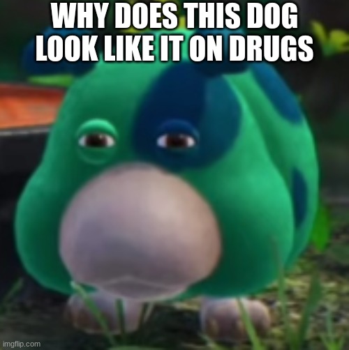 E | WHY DOES THIS DOG LOOK LIKE IT ON DRUGS | image tagged in e | made w/ Imgflip meme maker