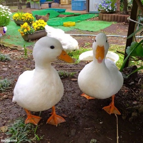 image tagged in ducks | made w/ Imgflip meme maker