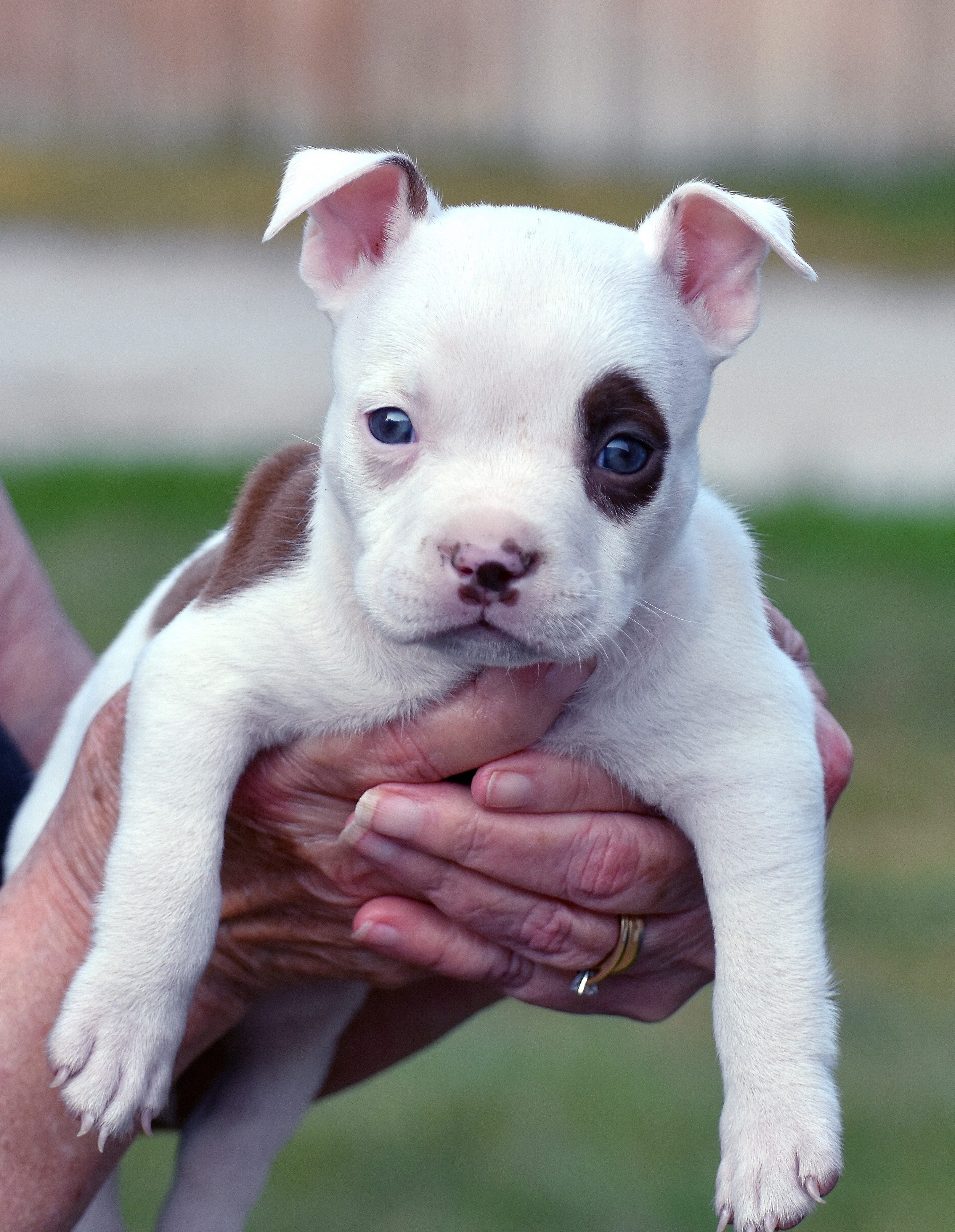 Our brand new grand puppy ( Lisey ) | image tagged in an american bully,puppy | made w/ Imgflip meme maker