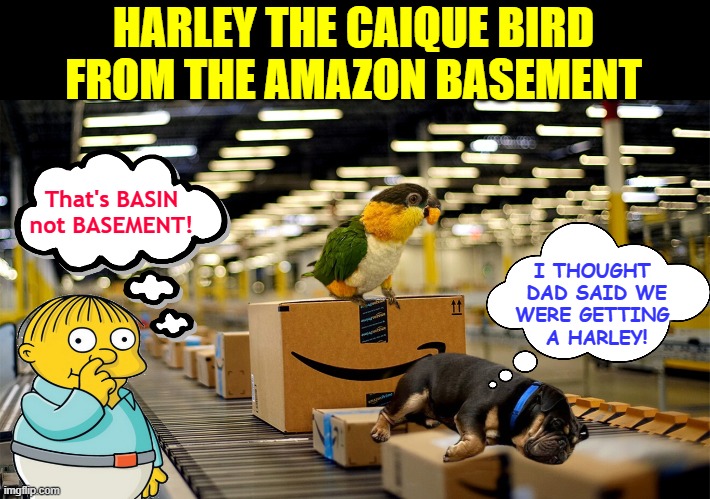 HARLEY THE CAIQUE BIRD FROM THE AMAZON BASEMENT; That's BASIN not BASEMENT! I THOUGHT 
DAD SAID WE
WERE GETTING 
A HARLEY! | made w/ Imgflip meme maker