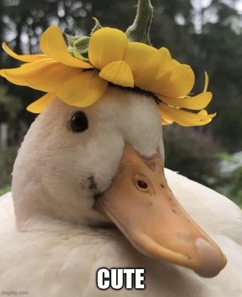 Cute duck | CUTE | image tagged in duck,cute,flower | made w/ Imgflip meme maker