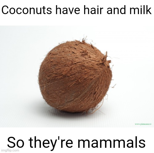 Meme #2,053 | Coconuts have hair and milk; So they're mammals | image tagged in coconut,memes,shower thoughts,animals,hair,milk | made w/ Imgflip meme maker
