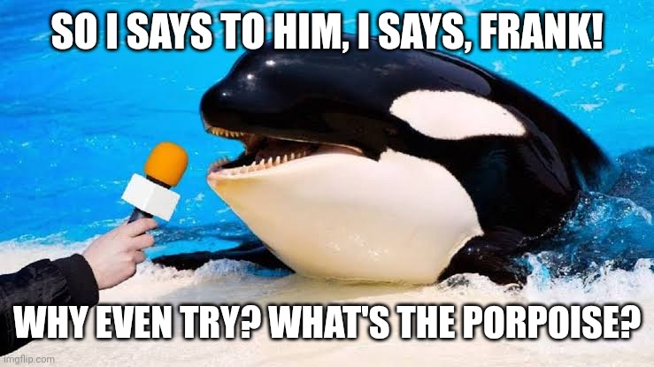 Orca talking into a microphone | SO I SAYS TO HIM, I SAYS, FRANK! WHY EVEN TRY? WHAT'S THE PORPOISE? | image tagged in orca talking into a microphone | made w/ Imgflip meme maker