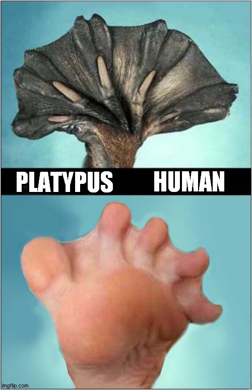 Compare The Foot ! | HUMAN; PLATYPUS | image tagged in feet,platypus,human | made w/ Imgflip meme maker