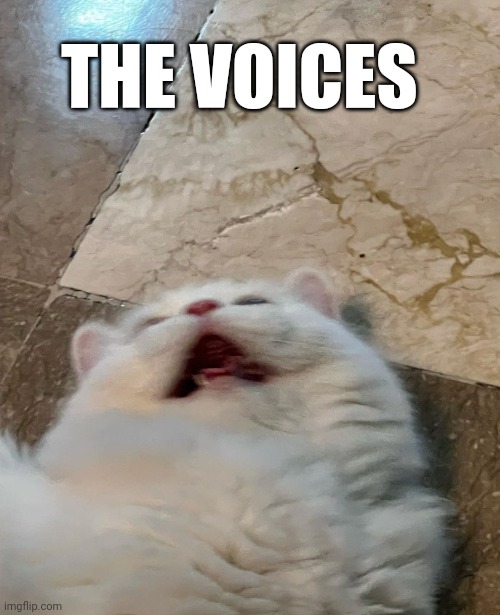 The voices | THE VOICES | image tagged in cat,voices | made w/ Imgflip meme maker