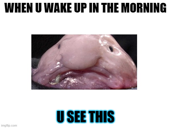 Blobfish | WHEN U WAKE UP IN THE MORNING; U SEE THIS | image tagged in blobfish | made w/ Imgflip meme maker
