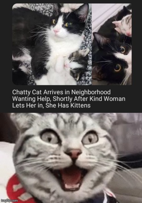 Chatty cat | image tagged in happi cat,cats,cat,memes,kittens,neighborhood | made w/ Imgflip meme maker