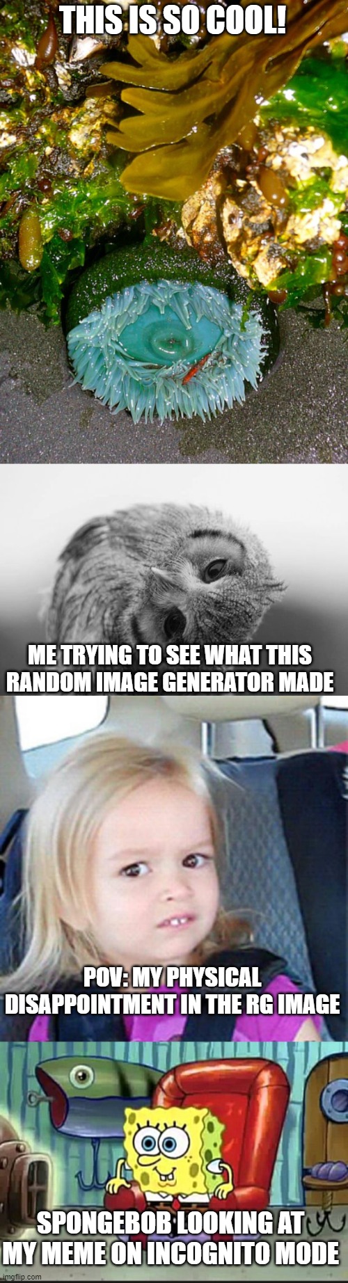 THIS IS SO COOL! ME TRYING TO SEE WHAT THIS RANDOM IMAGE GENERATOR MADE; POV: MY PHYSICAL DISAPPOINTMENT IN THE RG IMAGE; SPONGEBOB LOOKING AT MY MEME ON INCOGNITO MODE | image tagged in owl with head tilted to the side,confused little girl | made w/ Imgflip meme maker