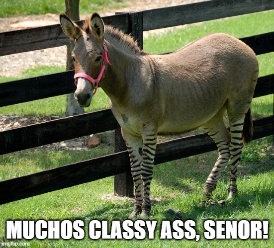 Muchos Classy Ass | MUCHOS CLASSY ASS, SENOR! | image tagged in muchos classy ass | made w/ Imgflip meme maker