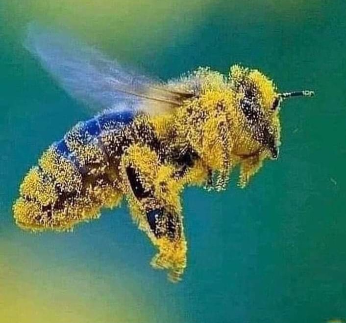 Bee pollen Blank Meme Template