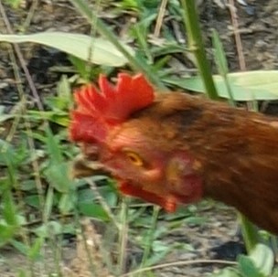 Chicken Staring Intensely Blank Meme Template